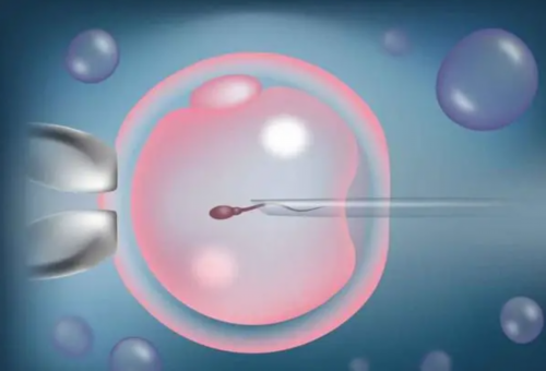 南昌供卵试管助孕服务与成功率解析